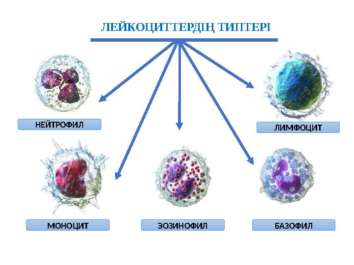 ЛЕЙКОЦИТТЕРДІҢ ТИПТЕРІ НЕЙТРОФИЛ МОНОЦИТ ЭОЗИНОФИЛ БАЗОФИЛ ЛИМФОЦИТ