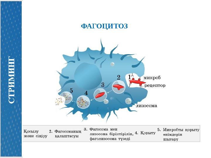 ФАГОЦИТОЗ