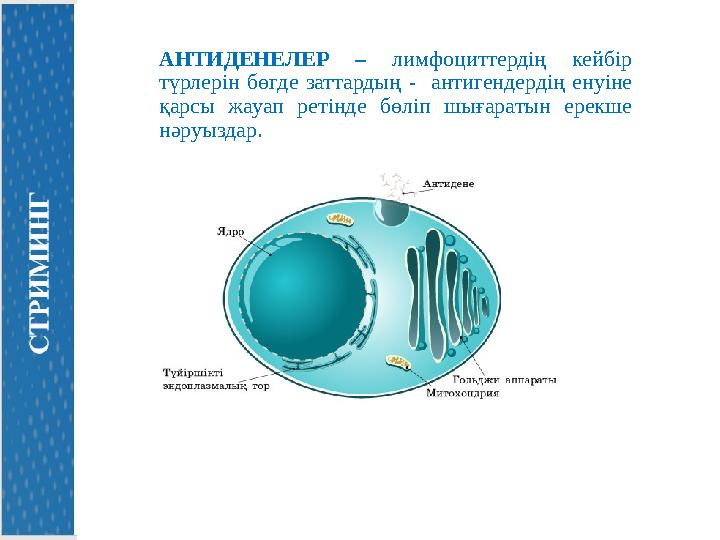 АНТИДЕНЕЛЕР – лимфоциттердің кейбір түрлерін бөгде заттардың - антигендердің енуіне қарсы жауап ретінде бөліп шығаратын ерекш