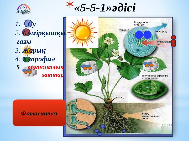 1. Су 2. Көмірқышқыл газы 3. Жарық 4. Хлорофил 5 органикалық заттар Фотосинтез *«5-5-1»әдісі