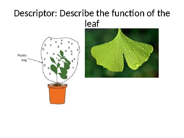 Descriptor: Describe the function of the leaf