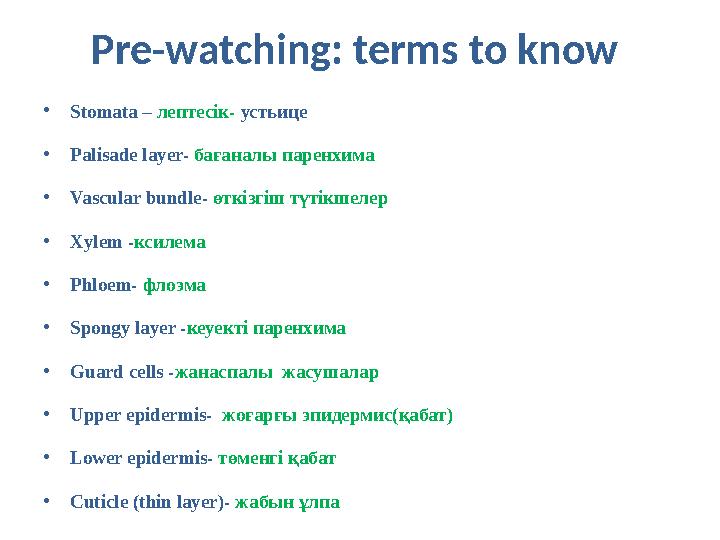 Pre-watching: terms to know •Stomata – лептесік- устьице •Palisade layer- бағаналы паренхима •Vascular bundle- өткізгіш түтікшел