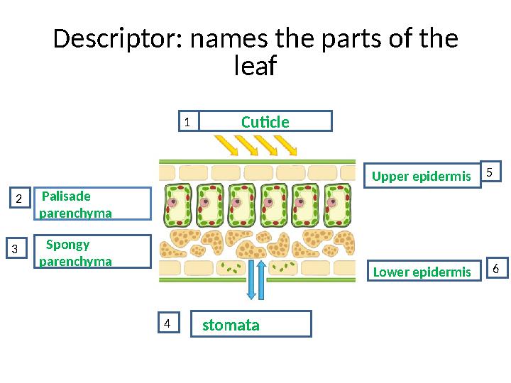 Descriptor: names the parts of the leaf Palisade parenchyma 3Spongy parenchyma stomata Upper epidermis Lower epidermi