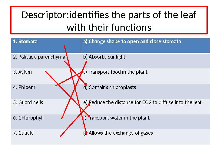 Descriptor:identifies the parts of the leaf with their functions 1. Stomata a) Change shape to open and close stomata 2. Pal