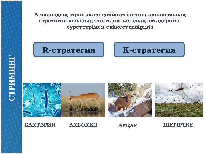 Ағзалардың тіршілікке қабілеттілігінің экологиялық стратегияларының типтерін олардың өкілдерінің суреттерімен сәйкестендіріңіз