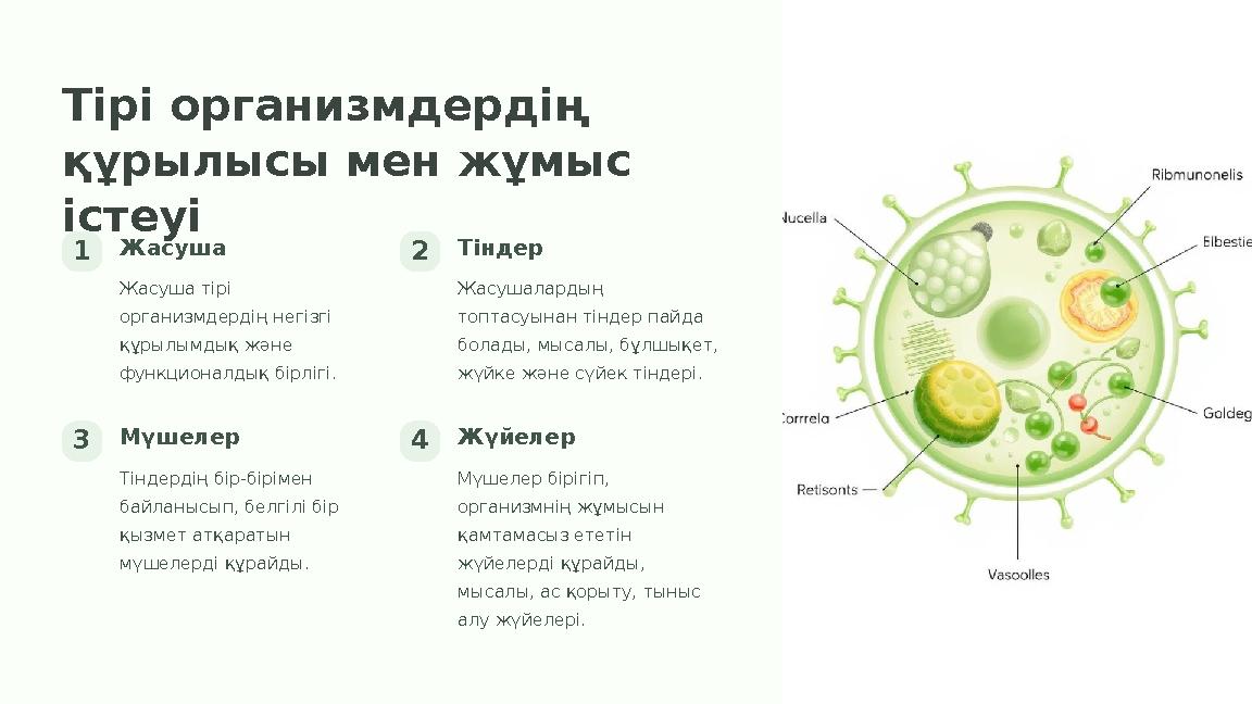 Тірі организмдердің құрылысы мен жұмыс істеуі 1Жасуша Жасуша тірі организмдердің негізгі құрылымдық және функционалдық бірл