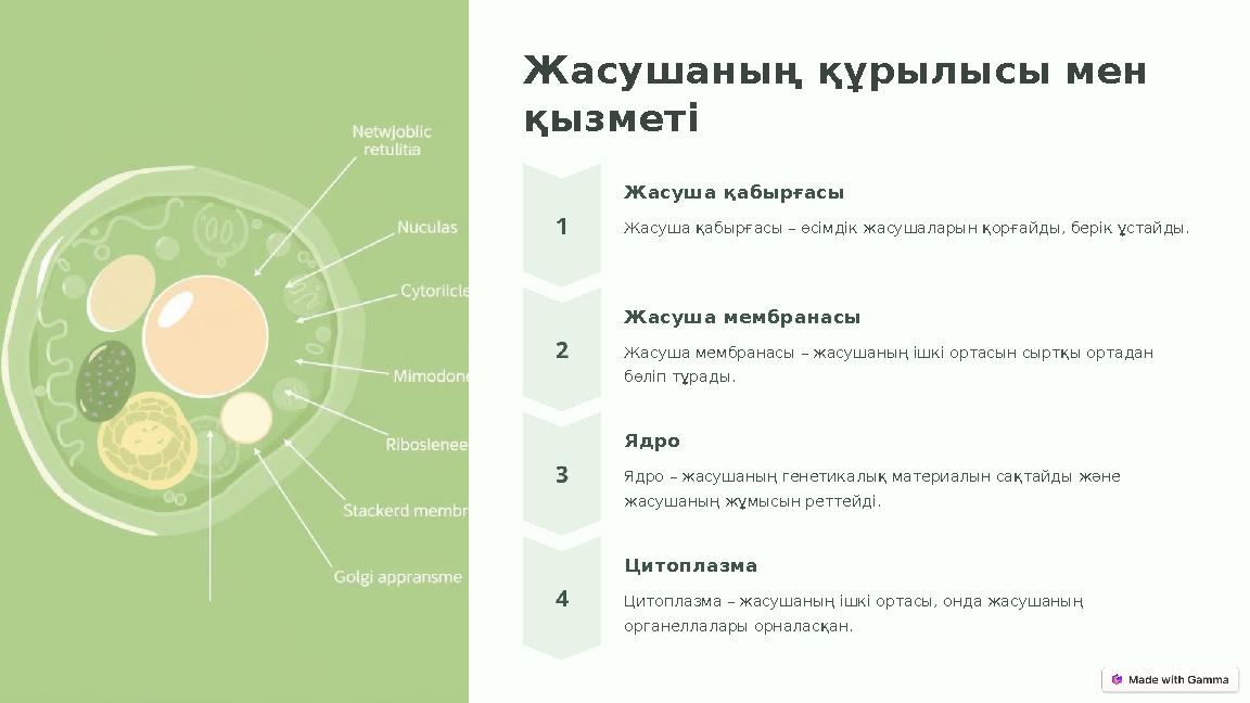 Жасушаның құрылысы мен қызметі Жасуша қабырғасы Жасуша қабырғасы – өсімдік жасушаларын қорғайды, берік ұстайды. Жасуша мембрана