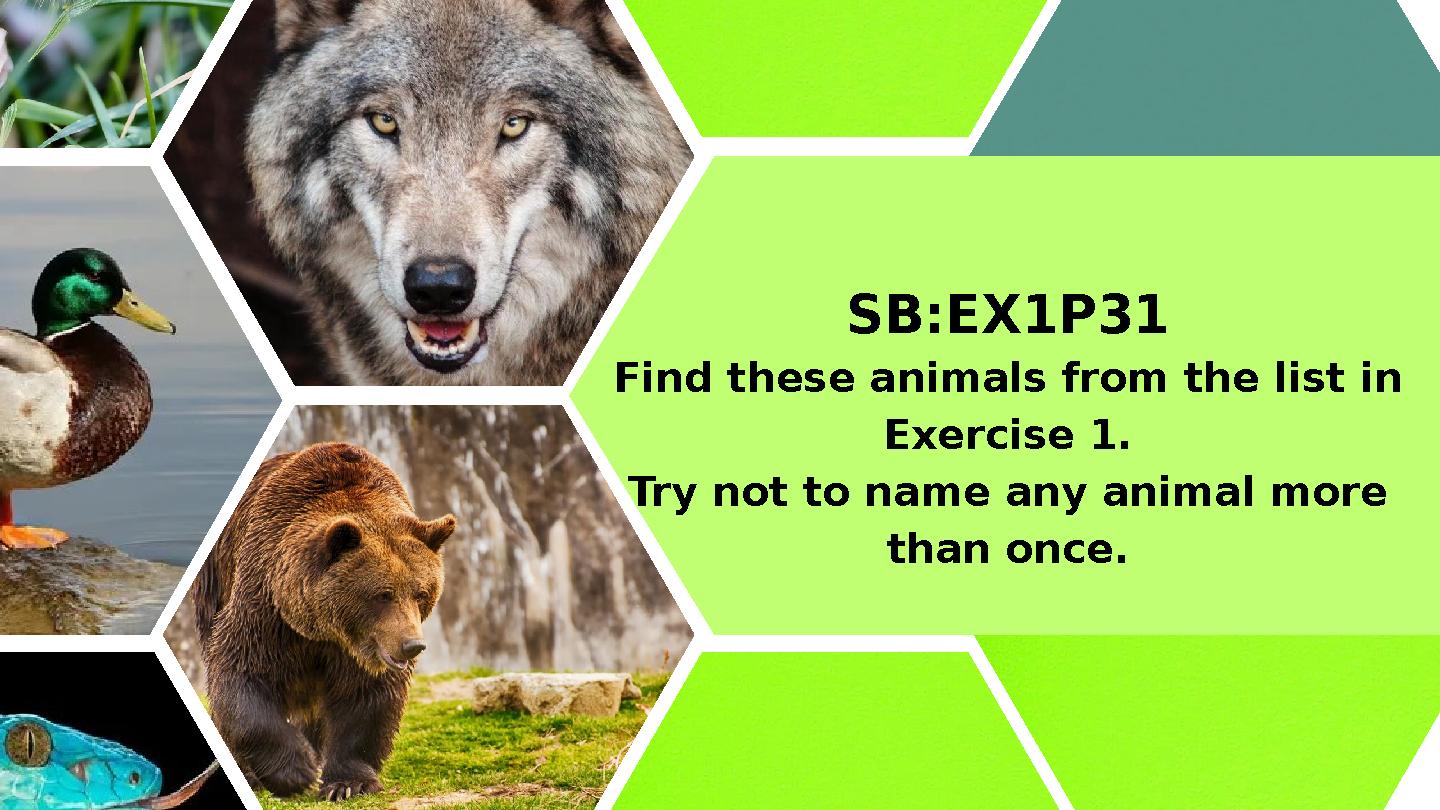 SB:EX1P31 Find these animals from the list in Exercise 1. Try not to name any animal more than once.