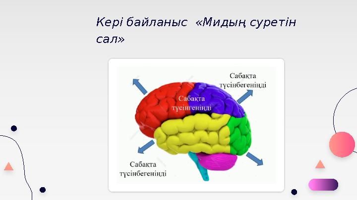 Кері байланыс «Мидың суретін сал»