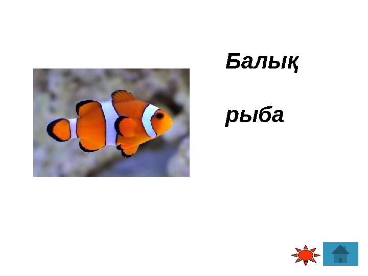 Балық рыба