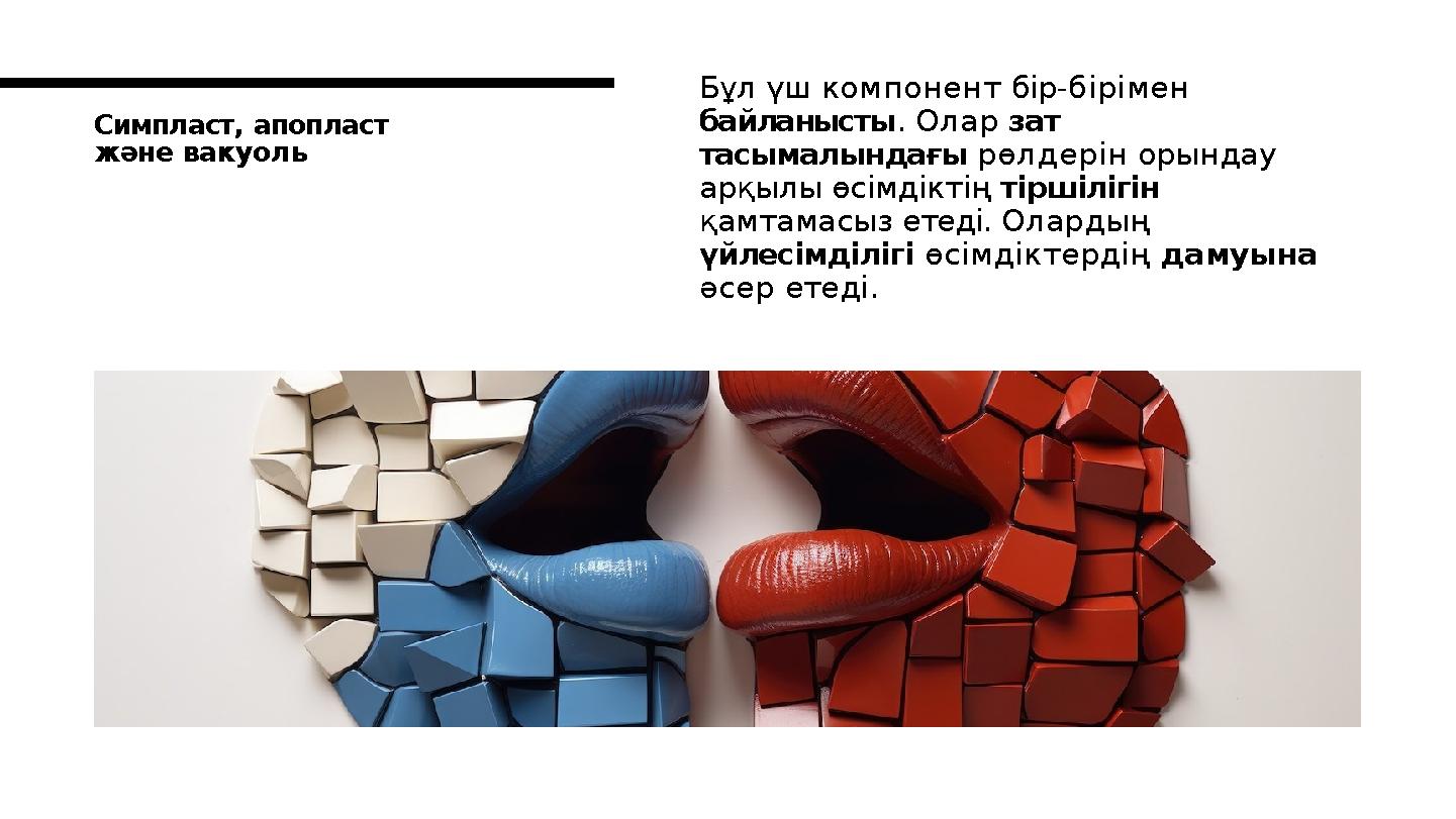 Симпласт, апопласт және вакуоль Бұл үш компонент бір-бірімен байланысты. Олар зат тасымалындағы рөлдерін орындау арқылы өсім