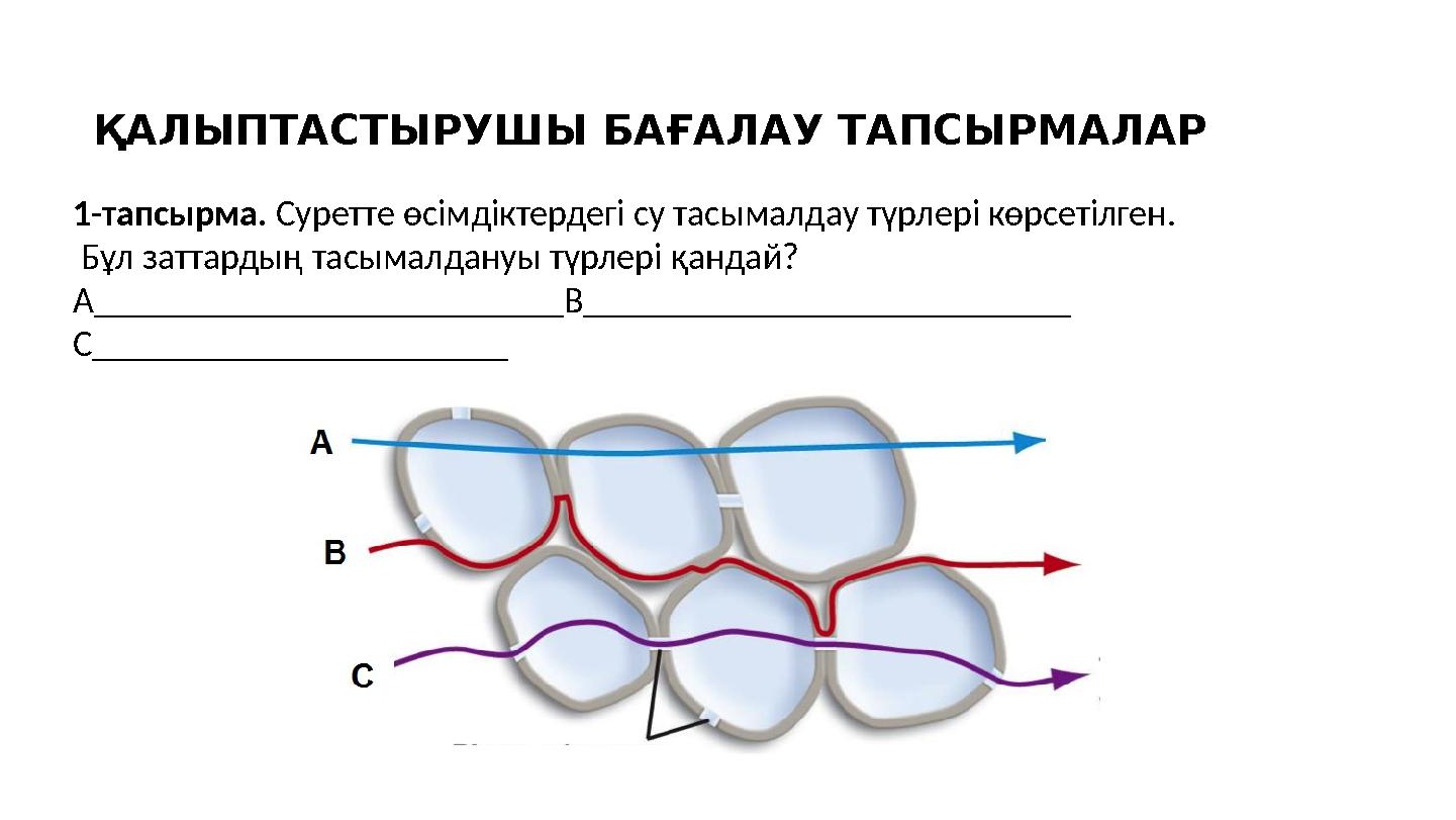 ҚАЛЫПТАСТЫРУШЫ БАҒАЛАУ ТАПСЫРМАЛАР 1-тапсырма. Суретте өсімдіктердегі су тасымалдау түрлері көрсетілген. Бұл заттардың тасымалд