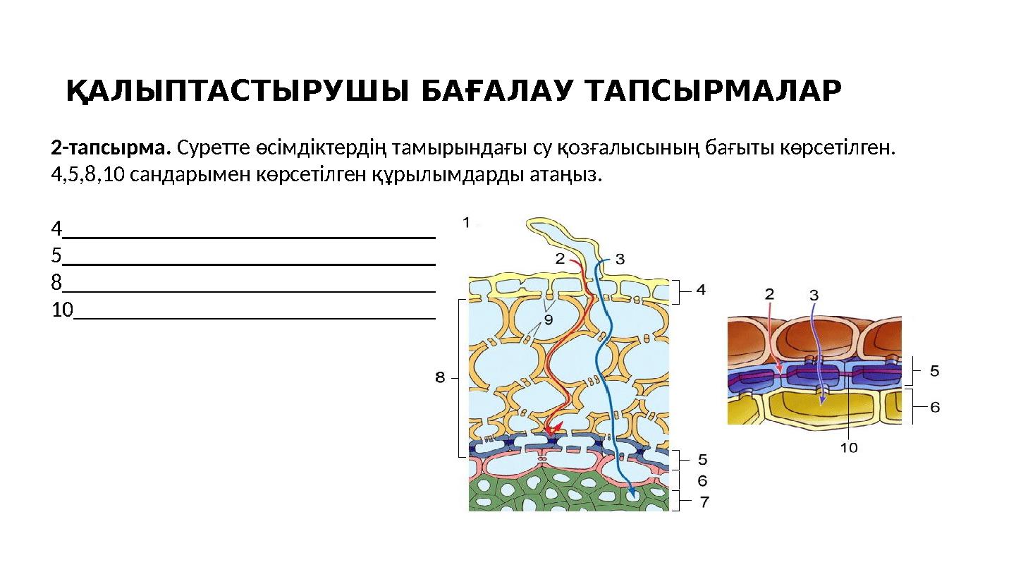 ҚАЛЫПТАСТЫРУШЫ БАҒАЛАУ ТАПСЫРМАЛАР 2-тапсырма. Суретте өсімдіктердің тамырындағы су қозғалысының бағыты көрсетілген. 4,5,8,10 са