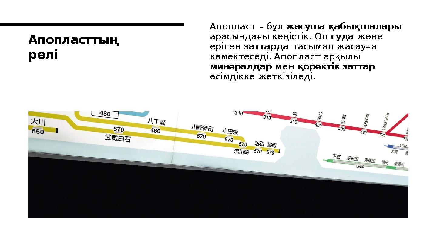 Апопласттың рөлі Апопласт – бұл жасуша қабықшалары арасындағы кеңістік. Ол суда және еріген заттарда тасымал жасауға көмекте