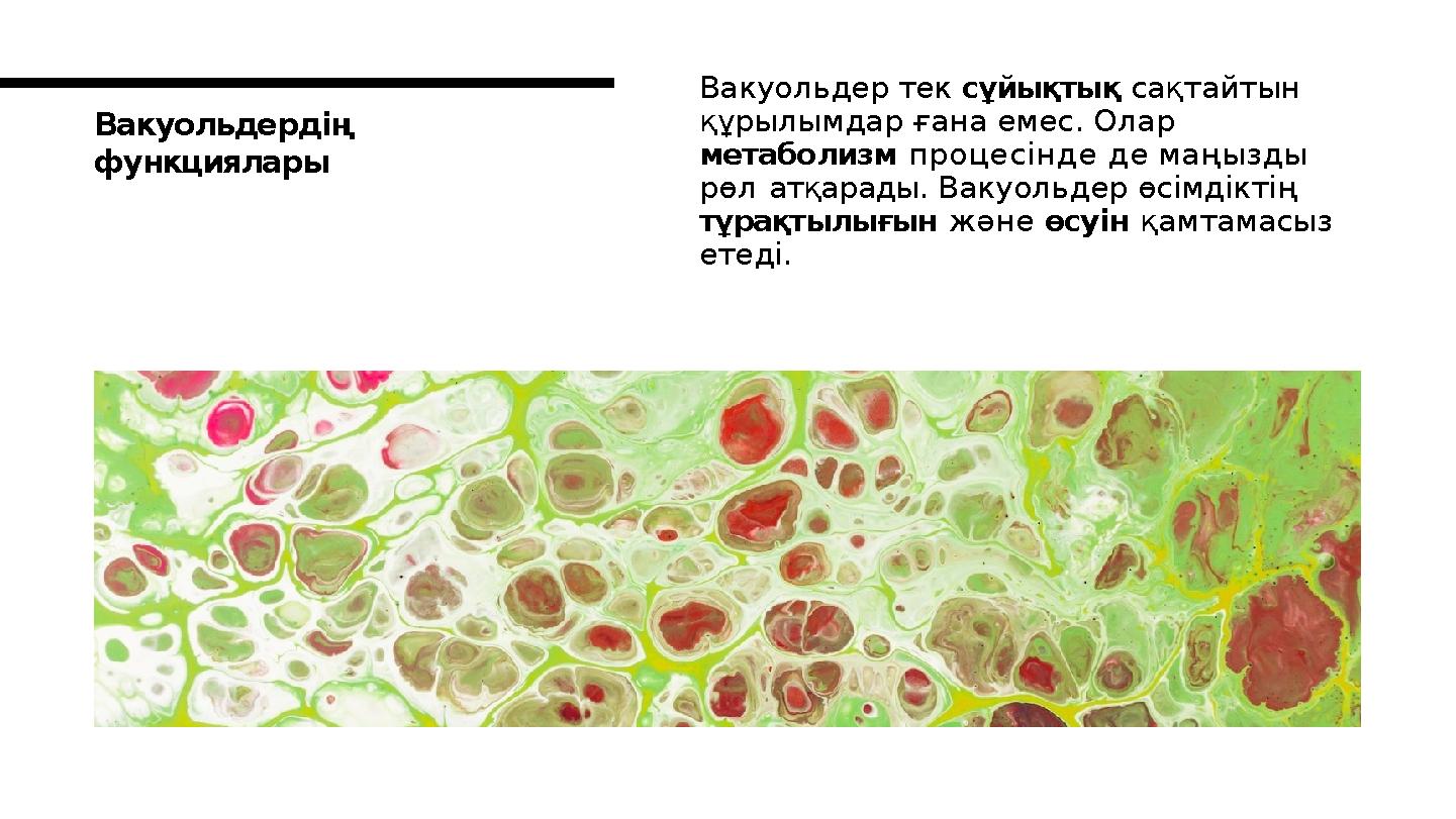 Вакуольдердің функциялары Вакуольдер тек сұйықтық сақтайтын құрылымдар ғана емес. Олар метаболизм процесінде де маңызды рөл