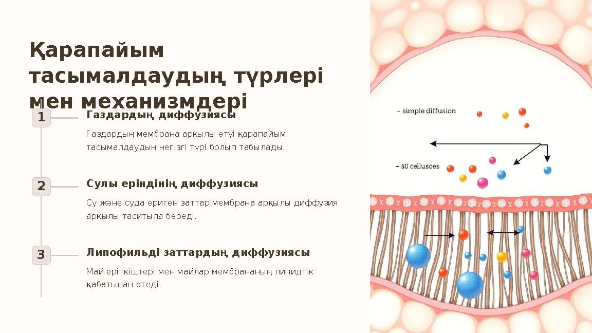 Қарапайым тасымалдаудың түрлері мен механизмдері 1 Газдардың диффузиясы Газдардың мембрана арқылы өтуі қарапайым тасымалдауды