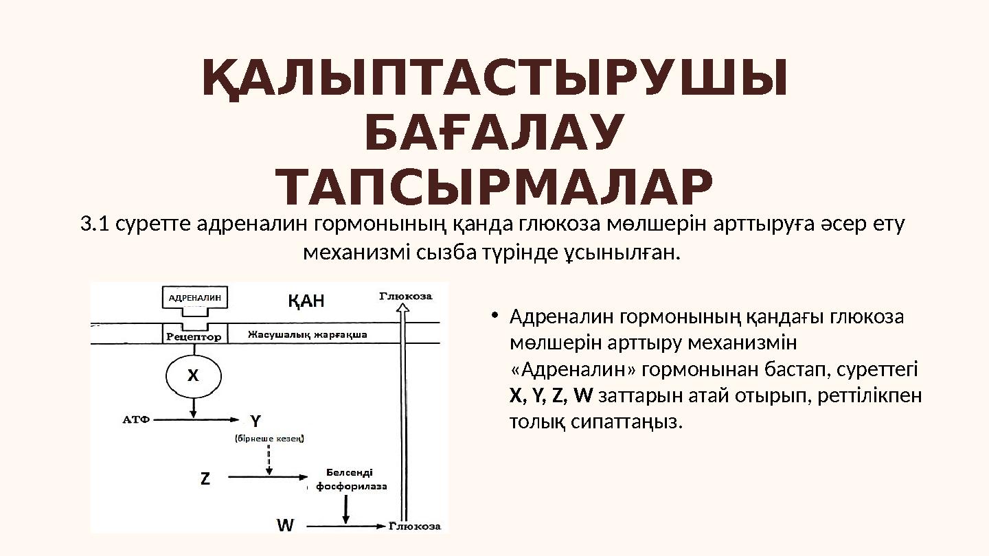 ҚАЛЫПТАСТЫРУШЫ БАҒАЛАУ ТАПСЫРМАЛАР 3.1 суретте адреналин гормонының қанда глюкоза мөлшерін арттыруға әсер ету механизмі сызба