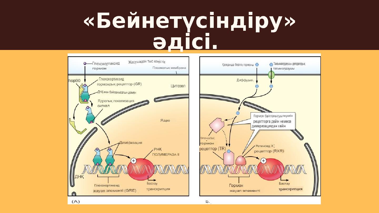 «Бейнетүсіндіру» әдісі.