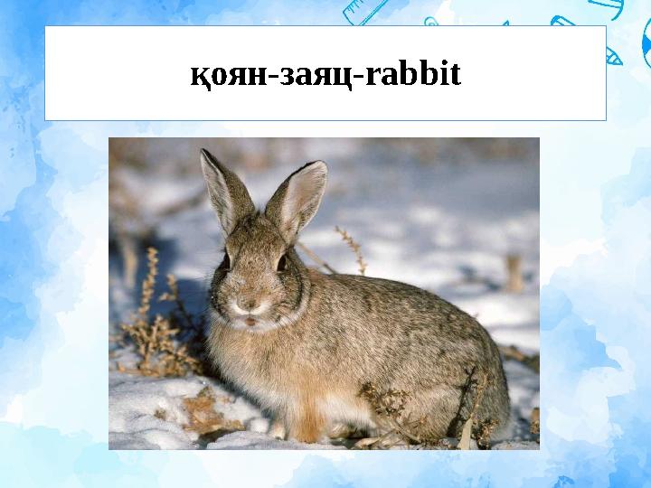 қоян-заяц-rabbit