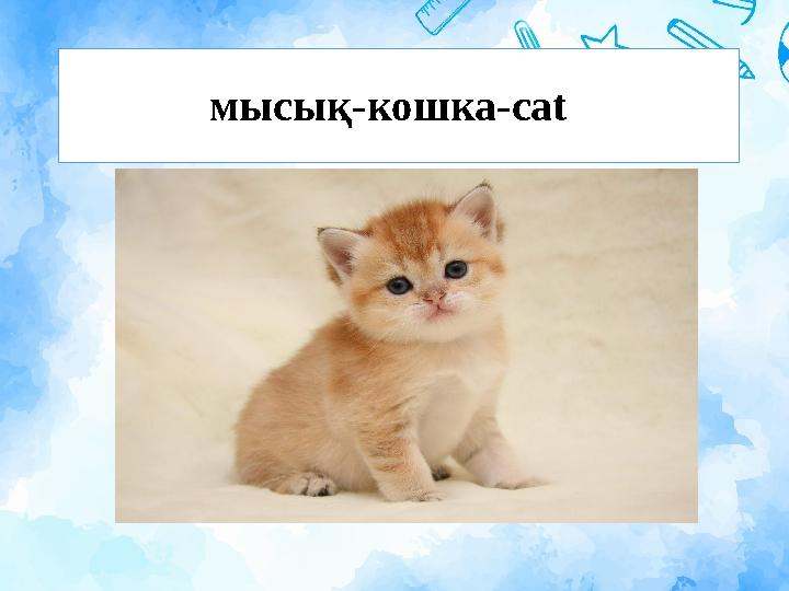 мысық-кошка-cat