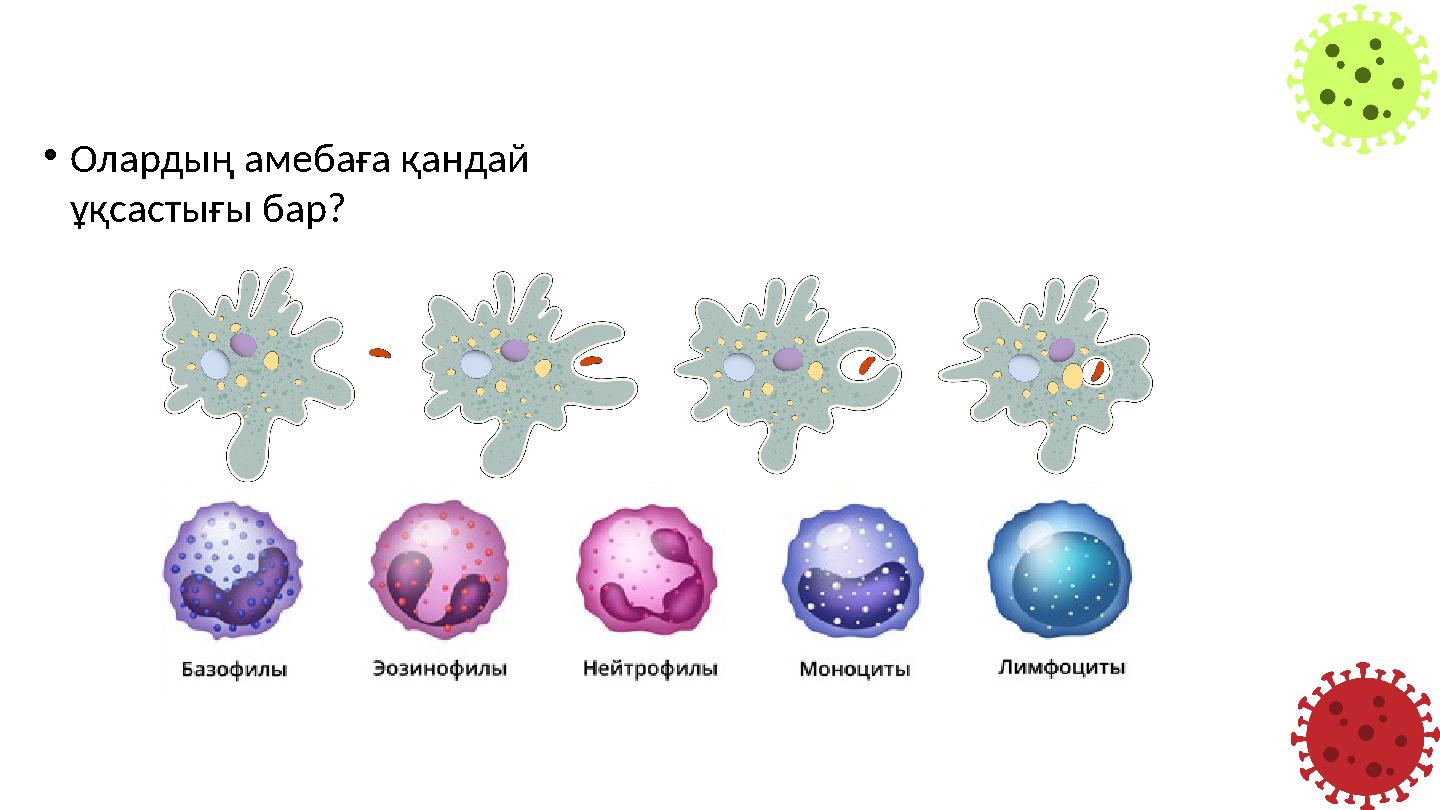 •Олардың амебаға қандай ұқсастығы бар?