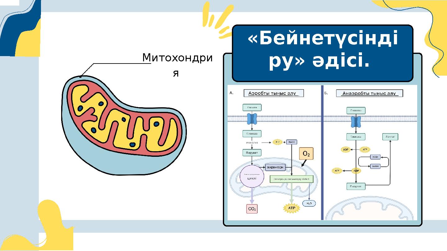 Митохондри я «Бейнетүсінді ру» әдісі.