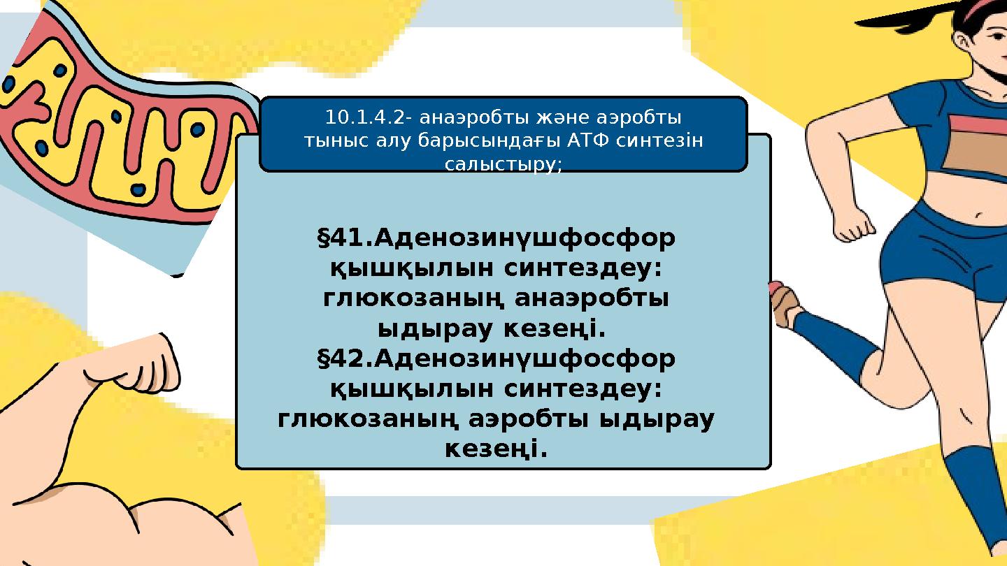 §41.Аденозинүшфосфор қышқылын синтездеу: глюкозаның анаэробты ыдырау кезеңі. §42.Аденозинүшфосфор қышқылын синтездеу: глю