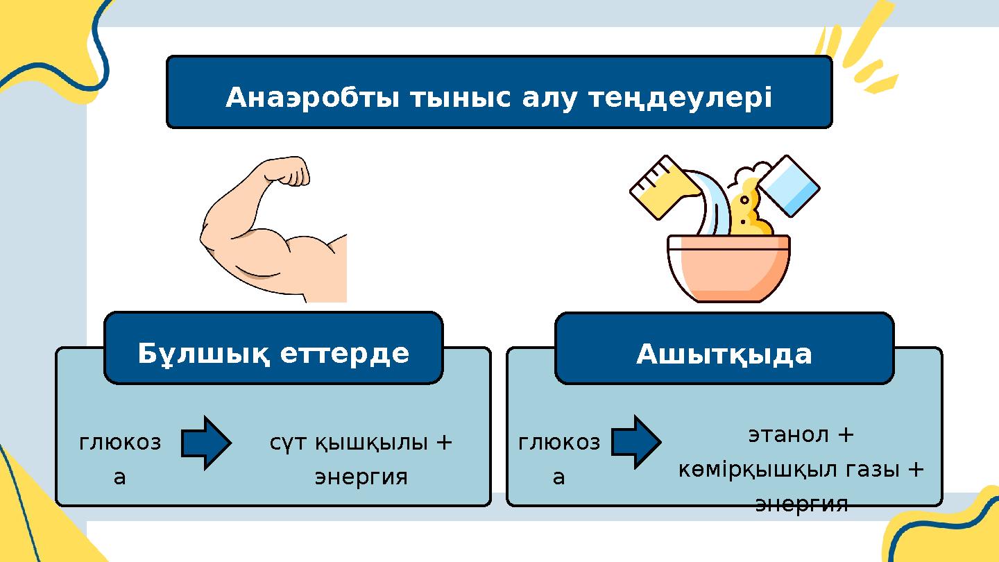 Анаэробты тыныс алу теңдеулері Бұлшық еттерде Ашытқыда глюкоз а глюкоз а сүт қышқылы + энергия этанол + көмірқышқыл газы + э