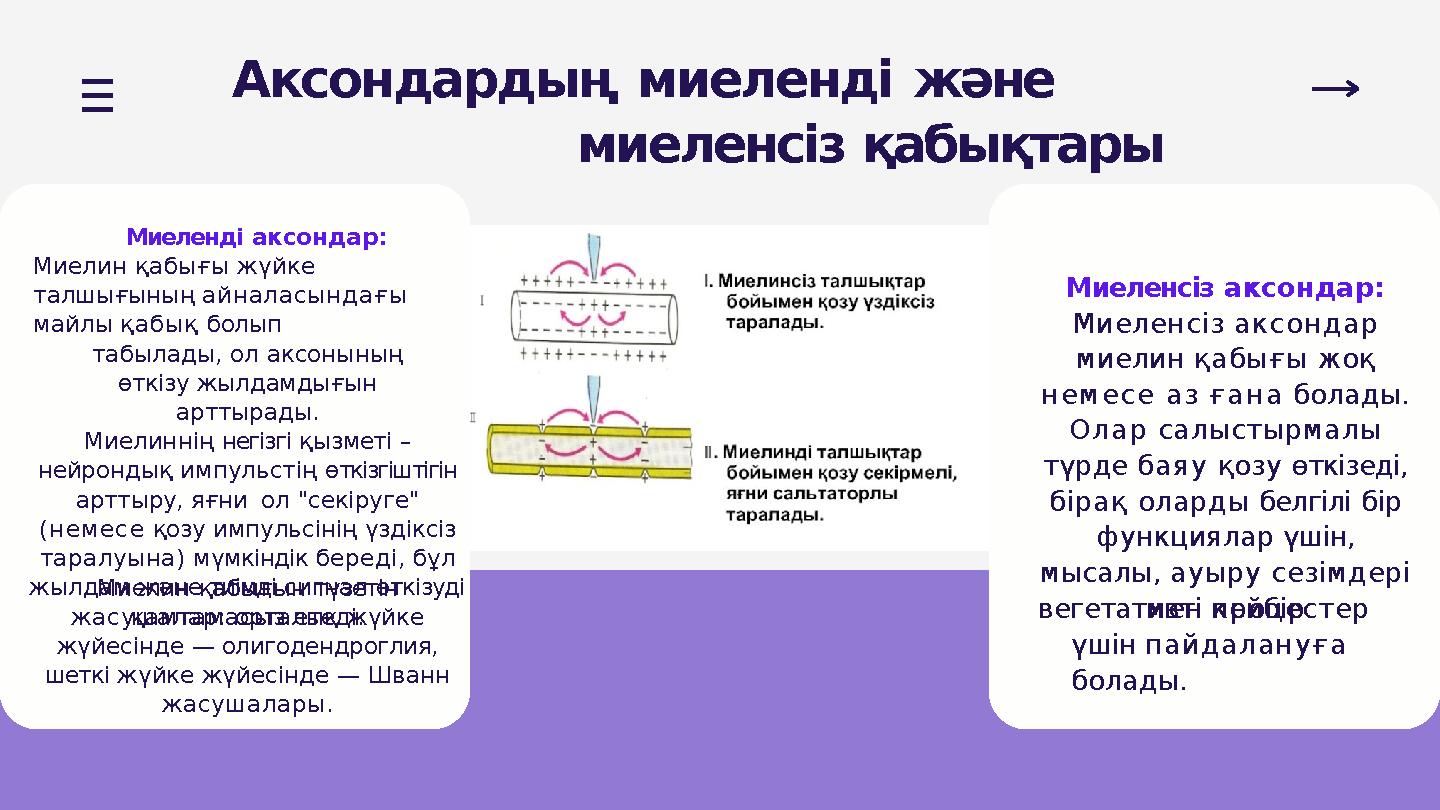 Аксондардың миеленді және миеленсіз қабықтары Миеленді аксондар: Миелин қабығы жүйке талшығының айналасындағы майлы қабық бо