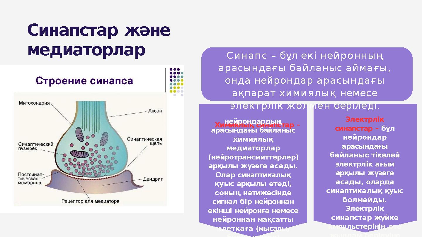 Синапстар және медиаторлар Синапс – бұл екі нейронның арасындағы байланыс аймағы, онда нейрондар арасындағы ақпарат химиялық
