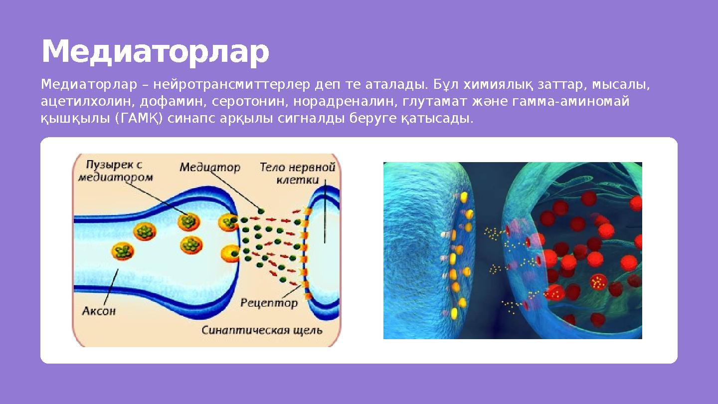 Медиаторлар Медиаторлар – нейротрансмиттерлер деп те аталады. Бұл химиялық заттар, мысалы, ацетилхолин, дофамин, серотонин, нор