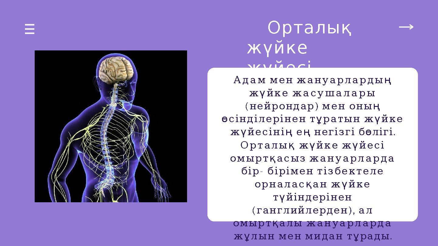 Орталық жүйке жүйесі Адам мен жануарларды ң жү йке жасушалары ( ) нейрондар мен оның өсінділерінен тұ ратын жүйке жүйе