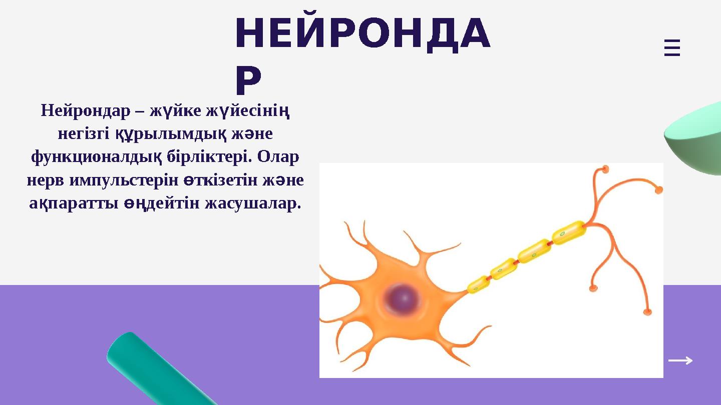 НЕЙРОНДА Р Нейрондар – жүйке жүйесінің негізгі құрылымдық және функционалдық бірліктері. Олар нерв импульстерін өткізетін жән