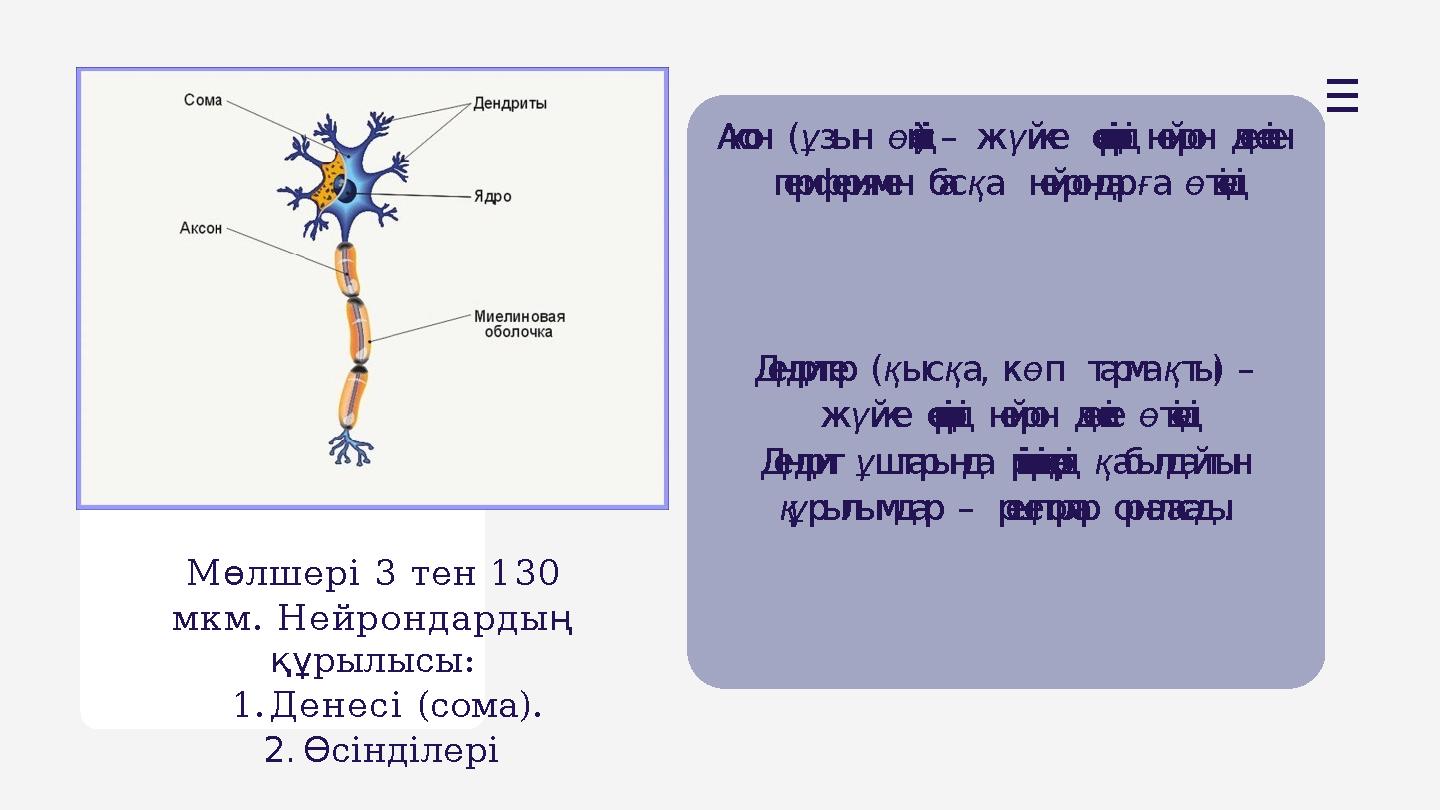 Мөлшері 3 тен 130 мкм. Нейрондарды ң құрылысы: 1.Денесі (сома). 2.Өсінділері Аксон (ұзын өсіндісі) – жүйке серпіністерді нейрон