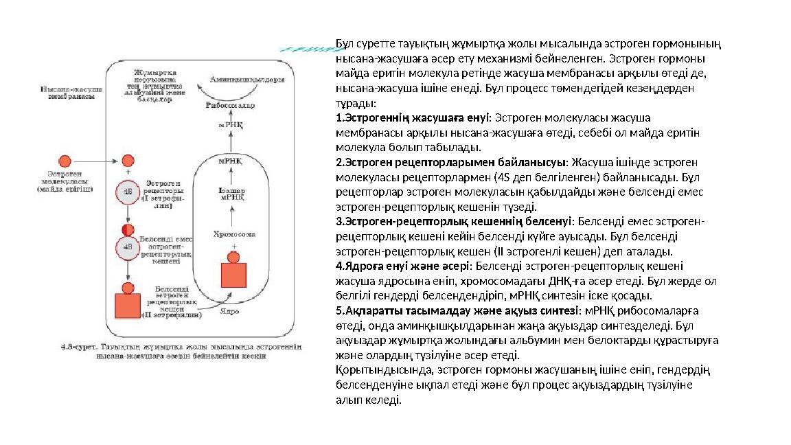 Бұл суретте тауықтың жұмыртқа жолы мысалында эстроген гормонының нысана-жасушаға әсер ету механизмі бейнеленген. Эстроген гормо