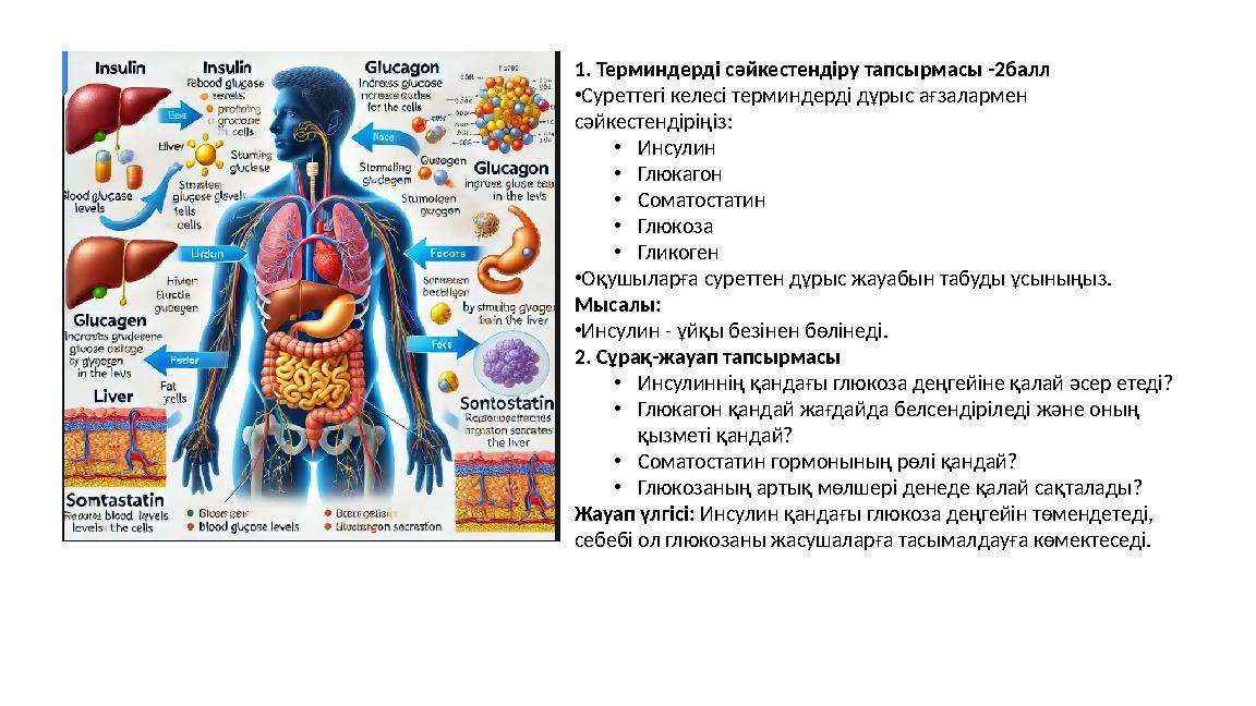1. Терминдерді сәйкестендіру тапсырмасы -2балл •Суреттегі келесі терминдерді дұрыс ағзалармен сәйкестендіріңіз: •Инсулин •Глюка