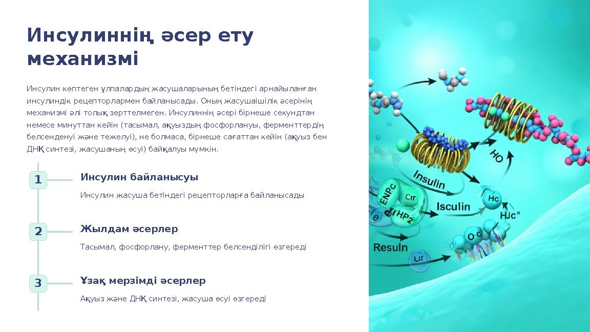 Инсулиннің әсер ету механизмі Инсулин көптеген ұлпалардың жасушаларының бетіндегі арнайыланған инсулиндік рецепторлармен байла