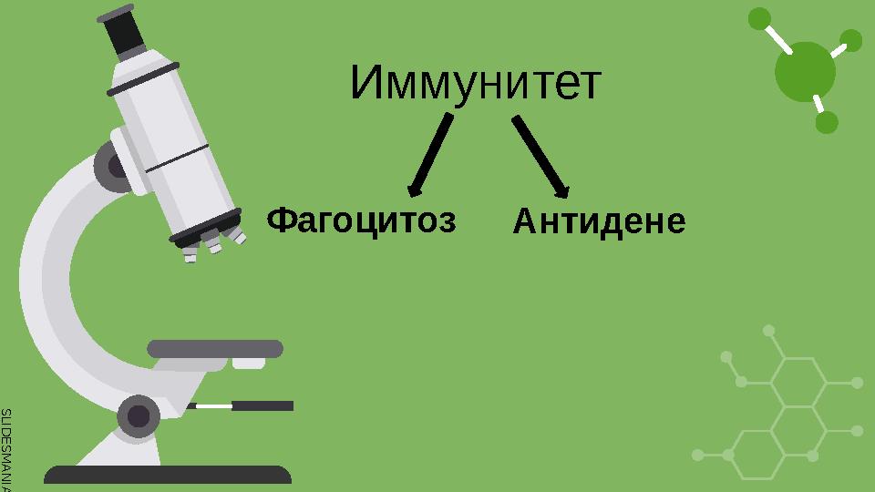 S L I D E S M A N I A . C O M Иммунитет Фагоцитоз Антидене