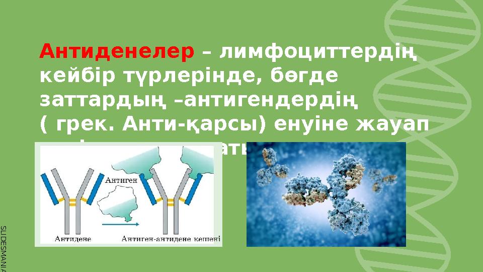 S L I D E S M A N I A . C O M Антиденелер – лимфоциттердің кейбір түрлерінде, бөгде заттардың –антигендердің ( грек. Анти-қар