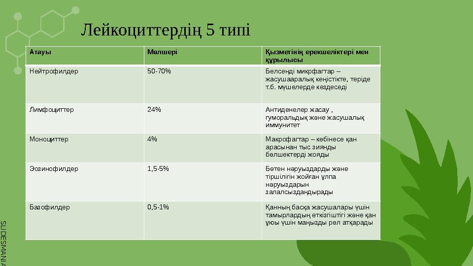 S L I D E S M A N I A . C O M Атауы Мөлшері Қызметінің ерекшеліктері мен құрылысы Нейтрофилдер 50-70% Белсенді микрфагтар –