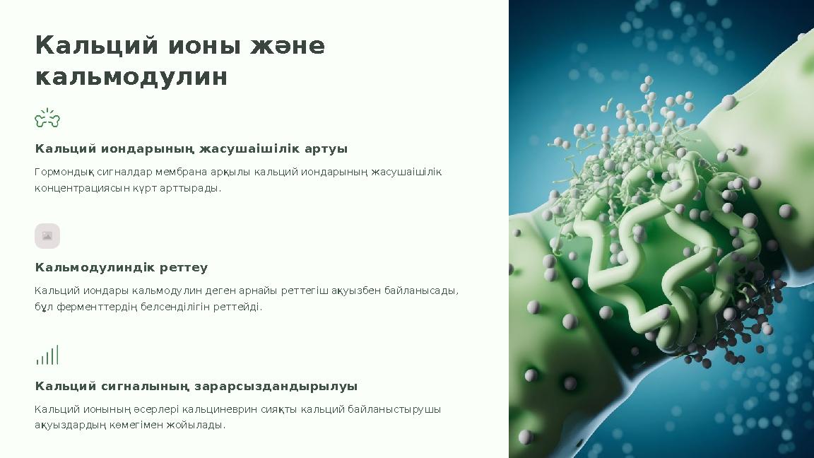 Кальций ионы және кальмодулин Кальций иондарының жасушаішілік артуы Гормондық сигналдар мембрана арқылы кальций иондарының жасу