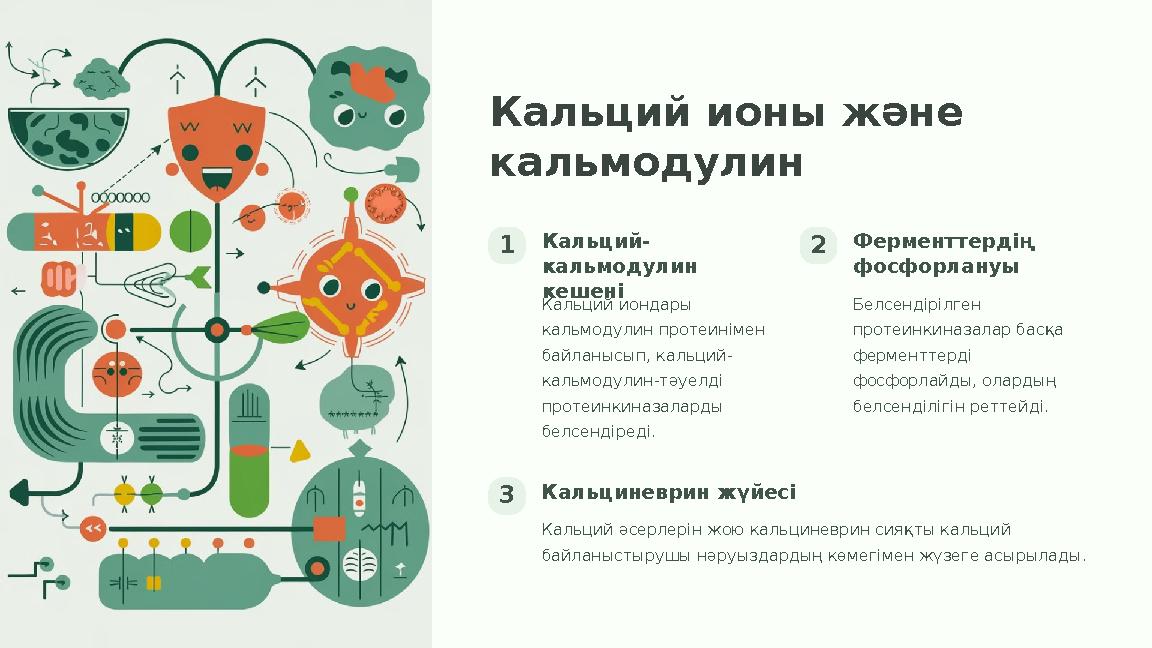 Кальций ионы және кальмодулин 1Кальций- кальмодулин кешені Кальций иондары кальмодулин протеинімен байланысып, кальций- каль