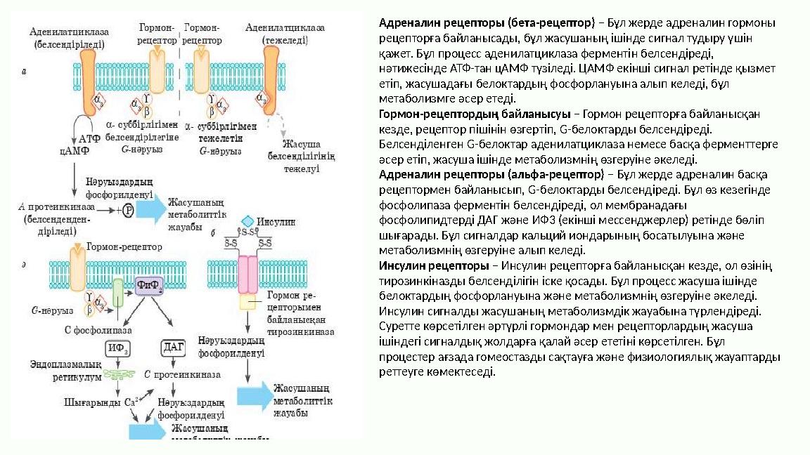 Адреналин рецепторы (бета-рецептор) – Бұл жерде адреналин гормоны рецепторға байланысады, бұл жасушаның ішінде сигнал тудыру үш