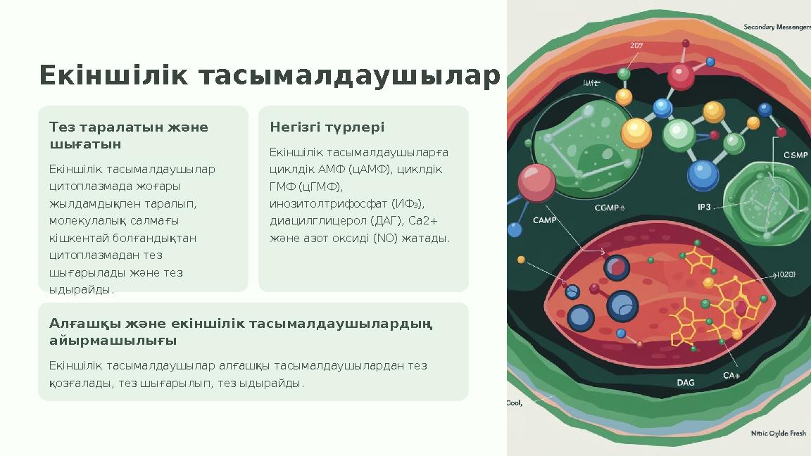 Екіншілік тасымалдаушылар Тез таралатын және шығатын Екіншілік тасымалдаушылар цитоплазмада жоғары жылдамдықпен таралып, мол