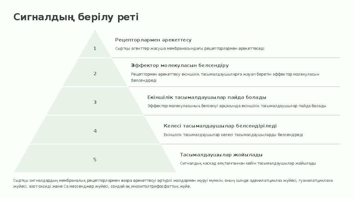 Сигналдың берілу реті 1 Рецепторлармен әрекеттесу Сыртқы агенттер жасуша мембранасындағы рецепторлармен әрекеттеседі 2 Эффектор