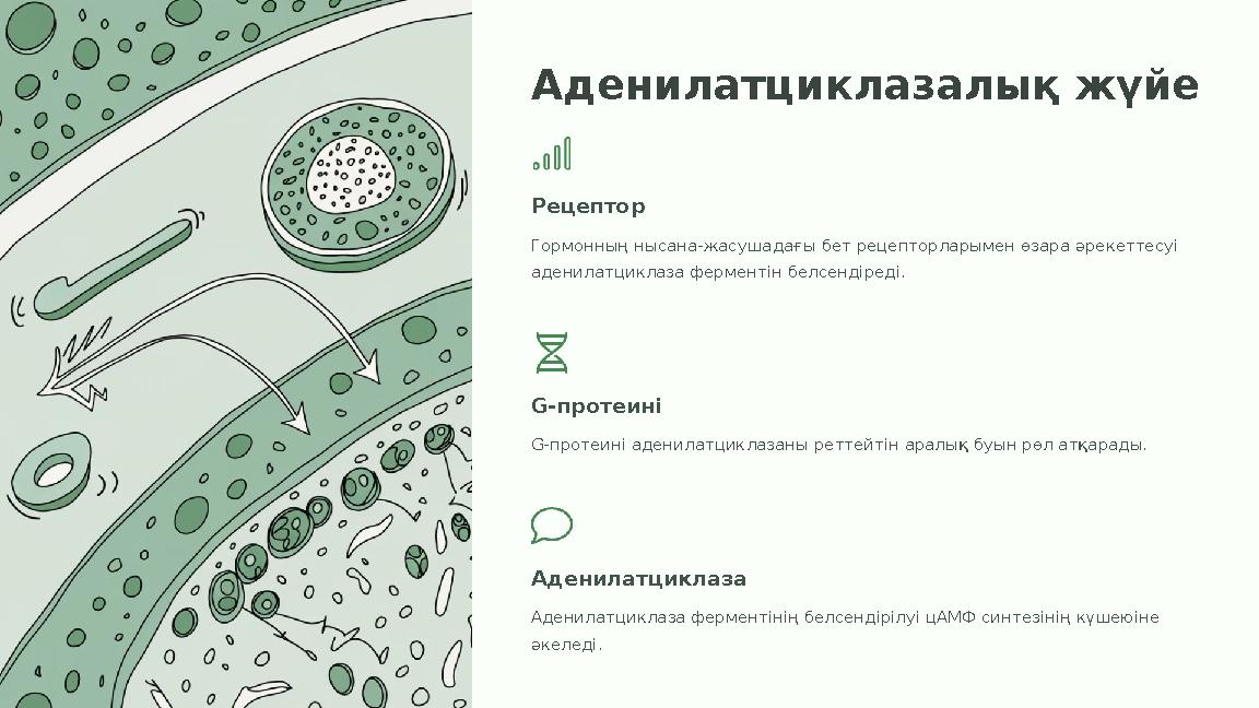 Аденилатциклазалық жүйе Рецептор Гормонның нысана-жасушадағы бет рецепторларымен өзара әрекеттесуі аденилатциклаза ферментін бе