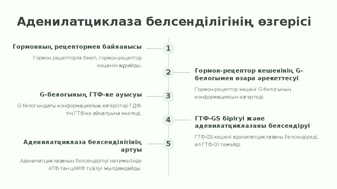 Аденилатциклаза белсенділігінің өзгерісі 1 Гормонның рецептормен байланысы Гормон рецепторға бекіп, гормон-рецептор кешенін құр