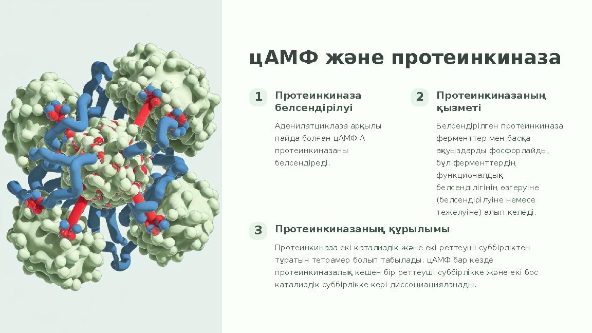 цАМФ және протеинкиназа 1Протеинкиназа белсендірілуі Аденилатциклаза арқылы пайда болған цАМФ А протеинкиназаны белсендіреді