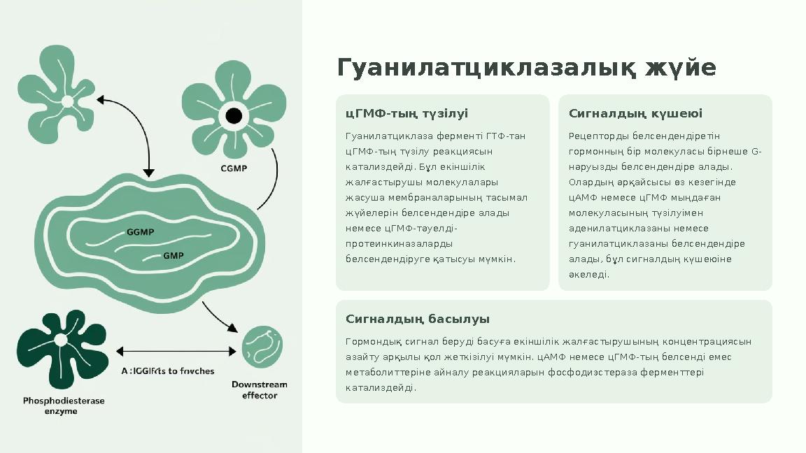 Гуанилатциклазалық жүйе цГМФ-тың түзілуі Гуанилатциклаза ферменті ГТФ-тан цГМФ-тың түзілу реакциясын катализдейді. Бұл екіншіл