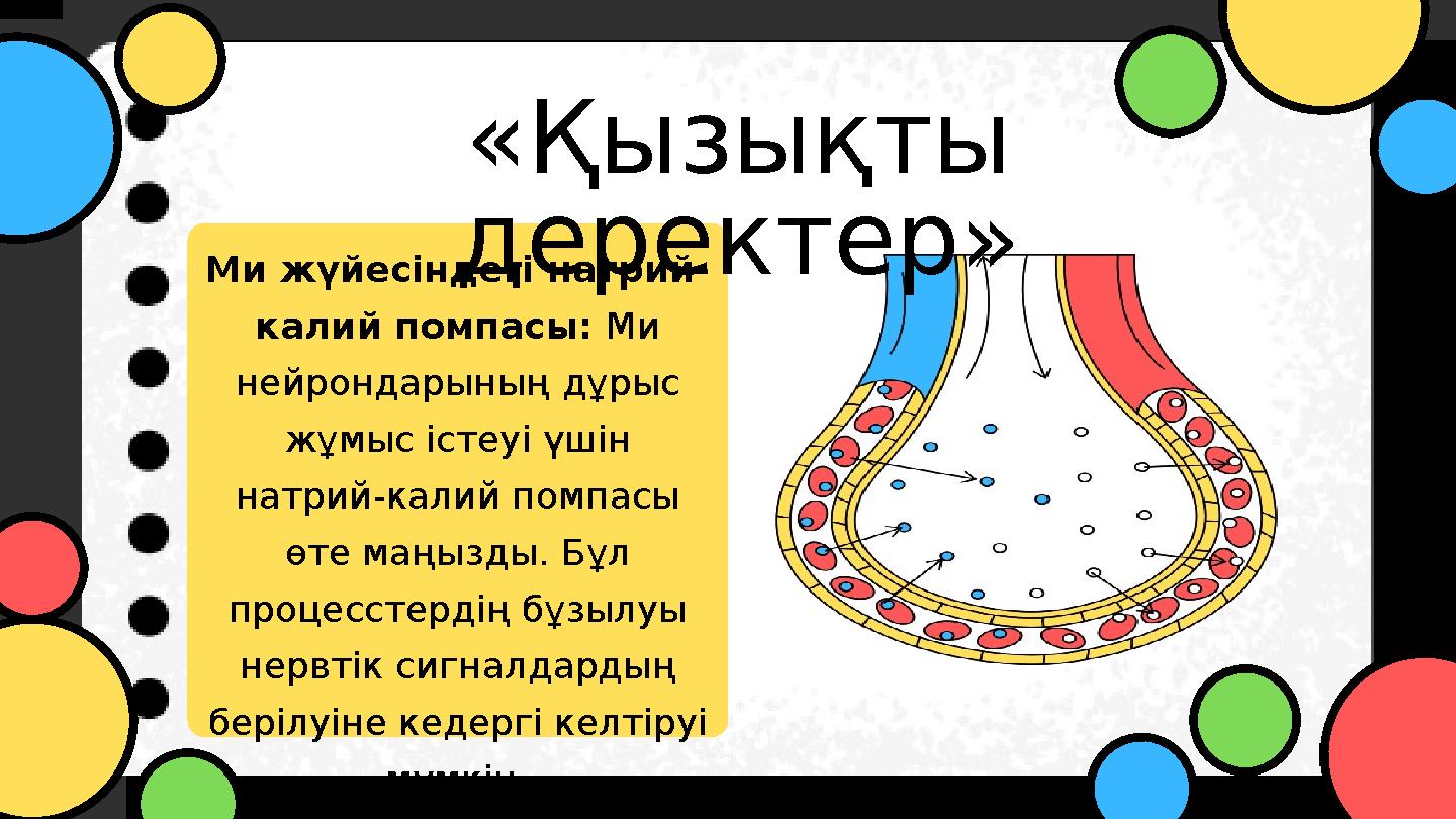 Ми жүйесіндегі натрий- калий помпасы: Ми нейрондарының дұрыс жұмыс істеуі үшін натрий-калий помпасы өте маңызды. Бұл проце